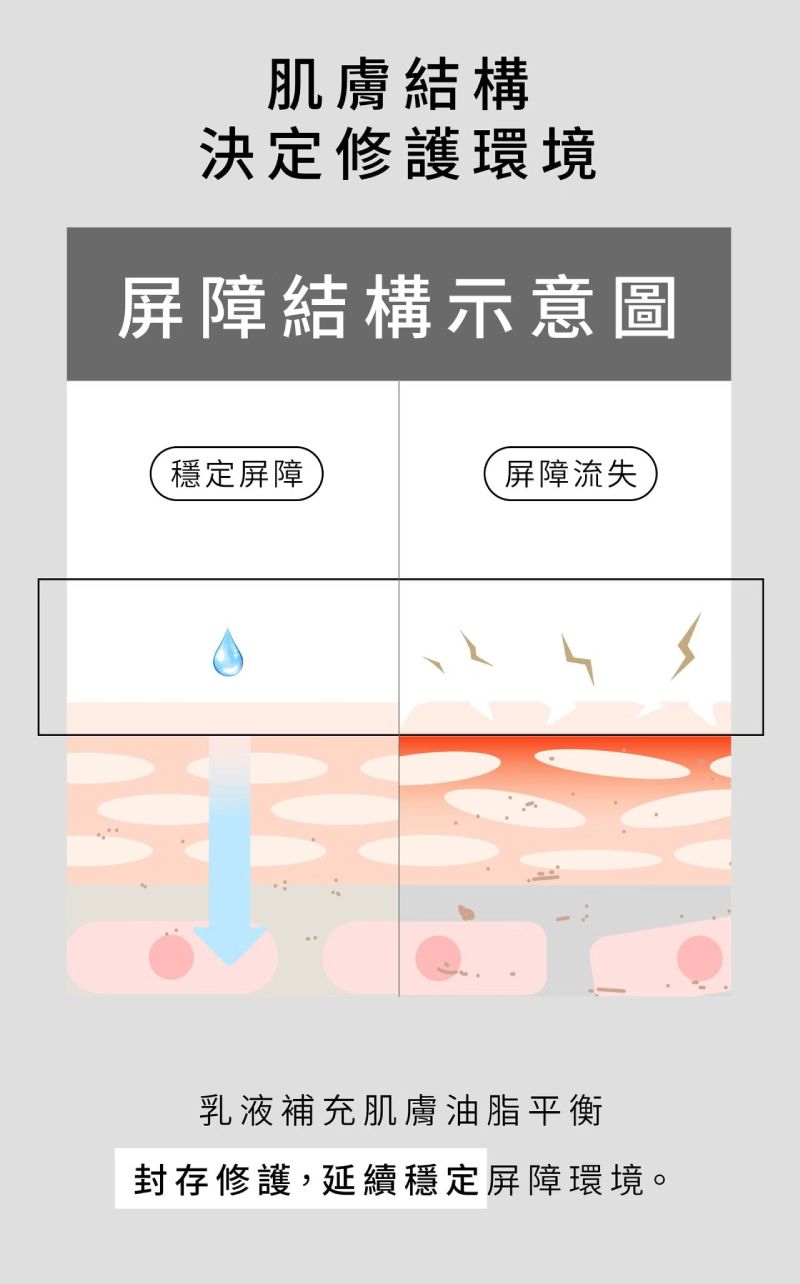肌膚結構屏障示意圖,乳液補充油脂平衡,維持穩定健康修護環境